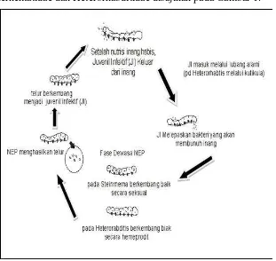 Gambar 1. Siklus hidup NEP famili Steinernematidae dan  Hete- rorhabditidae (Sumber : Kaya 1993, dengan sedikit modifikasi) 