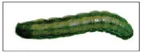 Gambar 3. Larva S. exigua (Sumber : Samsudin 2011) 