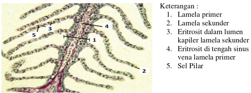 Gambar 2. Bagian dari lamela insang (Genten et al. 2009) 