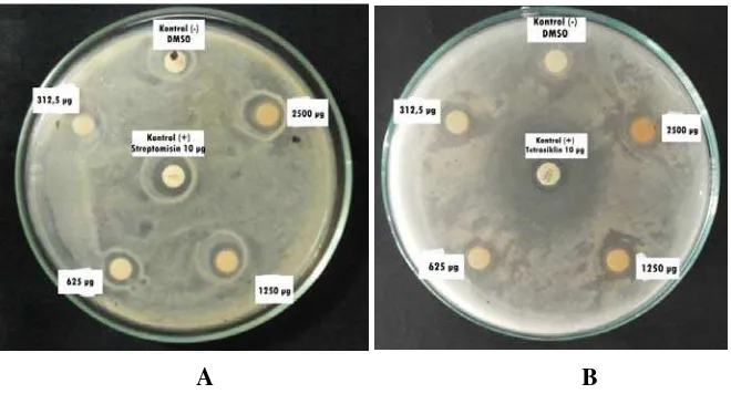 Gambar 4.  Hasil uji aktivitas antibakteri ekstrak etanol kulit buah durian terhadap Klebsiella pneumoniae (A) dan Streptococcus pyogenes (B)  