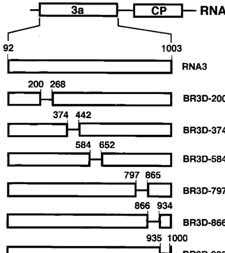 FIG. 1. Schematic representation of the deleted regions in BMV