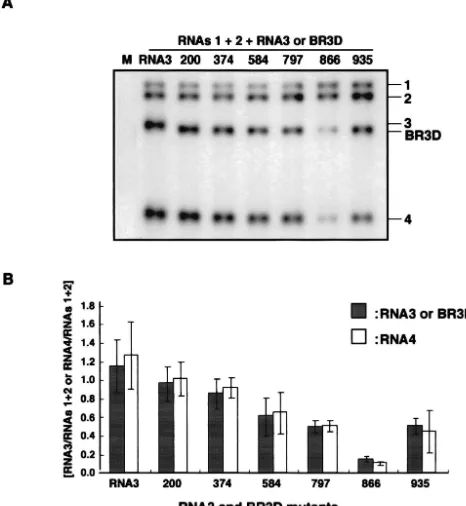 FIG. 3. Northern blot analysis of total RNA extracted from barley