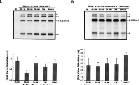 FIG. 5. Northern blot analysis of the virion RNA or total RNA fraction extracted from barley protoplasts at 24 h after inoculation with a