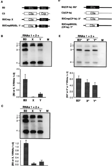 FIG. 6. Accumulation of chimeric BMV RNA3s and their CP frameshift mutants in virion or total RNA fraction from infected barley