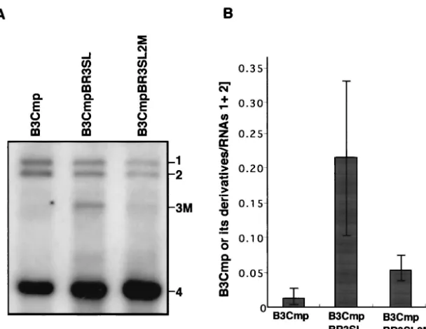 FIG. 7. Effect of disruption of stem-loop structure II in chimeric BMV RNA3 (B3CmpBR3SL) on RNA-packaging efﬁciency