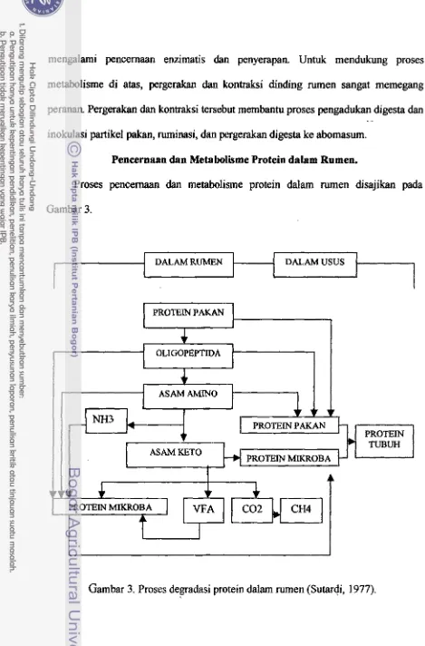 Gambar 3. Proses degradasi protein sfatam m e n  (Sutardi, 1977). 