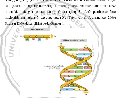 Gambar 1 Struktur rangkaian molekul DNA heliks ganda (Anonim 2003 diacudalam Fatchiyah & Arumingtyas 2006)