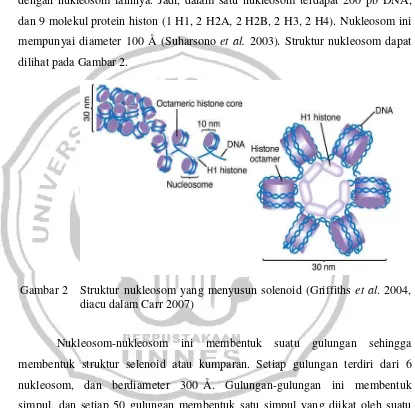 Gambar 2Struktur nukleosom yang menyusun solenoid (Griffiths et al. 2004,