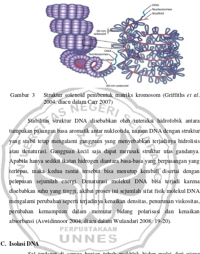Gambar 3Struktur solenoid pembentuk matriks kromosom (Griffiths et al.