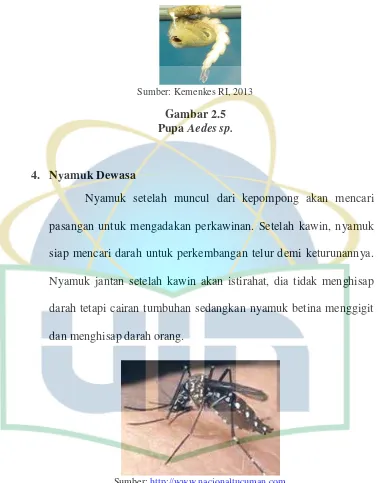 Pupa Gambar 2.5 Aedes sp. 