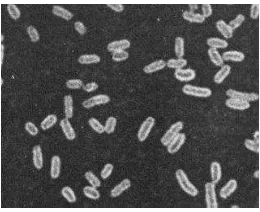 Gambar 3 Bentuk kapsul  E. coli (Stirm & Molbert 1970). 