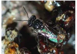 Gambar 1 Lebah madu  Trigona spp (Brisbane Insects 2010). 