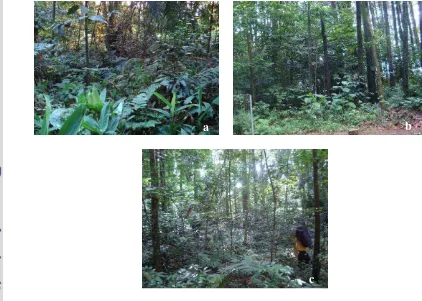 Gambar 5. Kondisi Umum Lokasi Pengamatan di Arboretum Fahutan (a); 