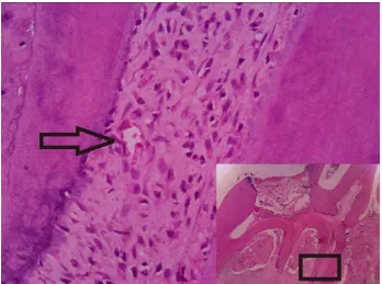 Gambar 6. Pengamatan mikroskopis area vaskularisasi pulpa gigi terbuka   pada hari 7 jumlah pembuluh darah semakin sedikit dan mengalami vasokontriksi 