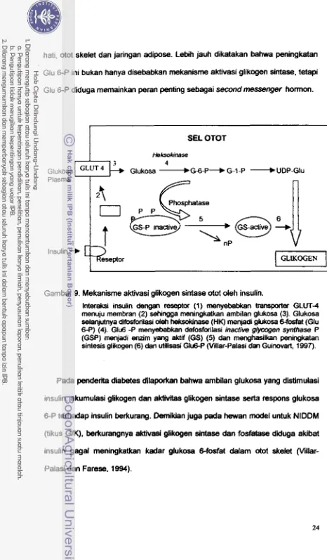 Gambar 9. Mekanisme aktivasi glikogen sintase otot deh insulin. 
