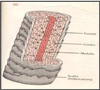 Gambar 2.3 Struktur batang rambut (Scott, dkk., 1976). 