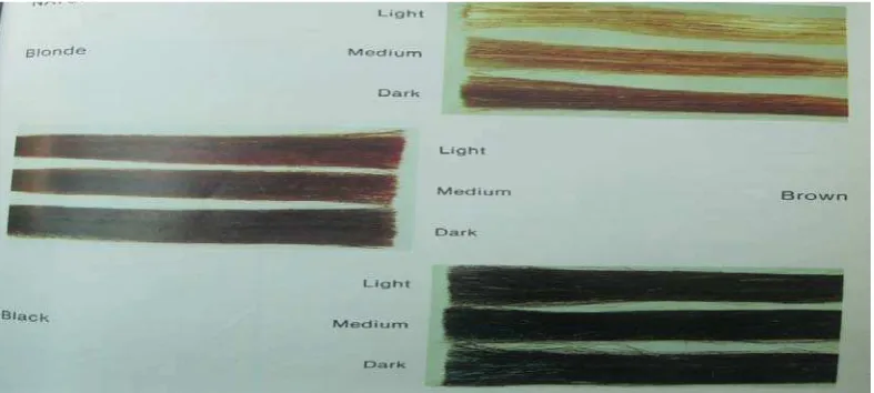 Gambar  3.1 Natural color levels (Dalton,1985). 