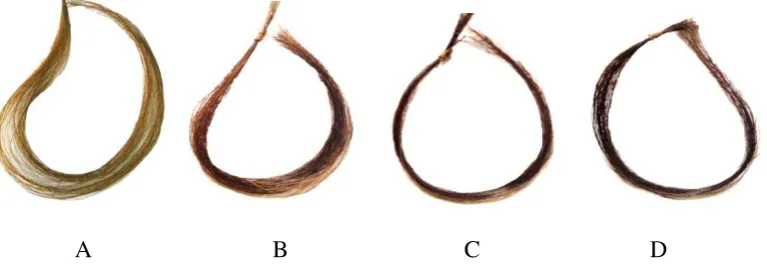 Gambar 4.3 Pengaruh konsentrasi zat warna kulit batang jamblang terhadap perubahan warna rambut uban 