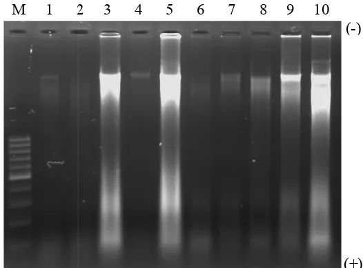 Gambar 2.  Hasil Elektroforesis pb, 1: A1, 2: A2, 3lektroforesis DNA Bakso dalam 1% Gel Agarose
