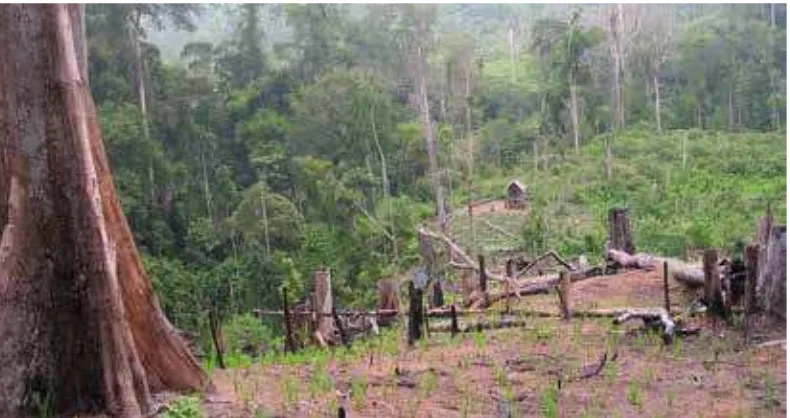 Gambar 7. Kegiatan penyediaan lahan pertanian dengan menebang pohon dan tumbuhan di hutan, dilanjutkan dengan pembakaran