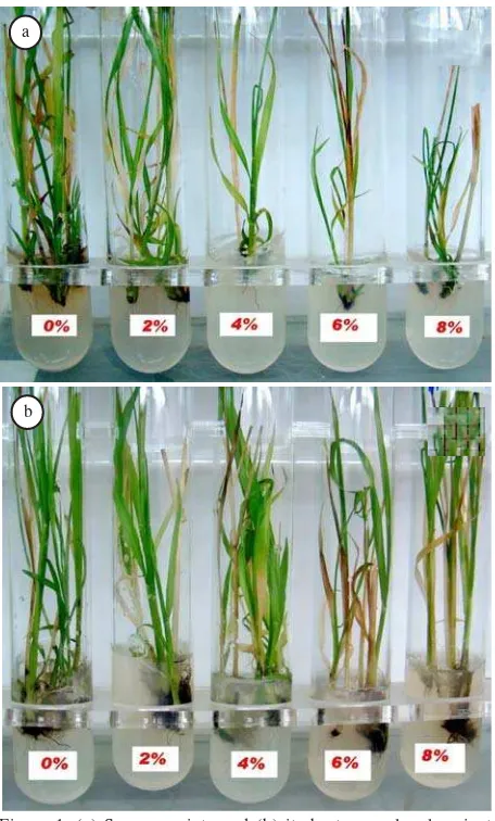 Table 1. Means of some determined morphological aspects of in vitro and in vivo source sugarcane variety and its best somaclonalvariant grown in response to salinity stress