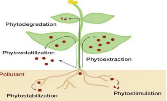 Gambar 4.2 Penyerapan polutan pada tanaman dengan sistem proses fitoremediasi 