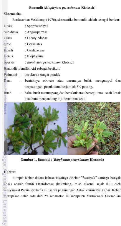Gambar 1. Banondit (Biophytum petersianum Klotzsch) 