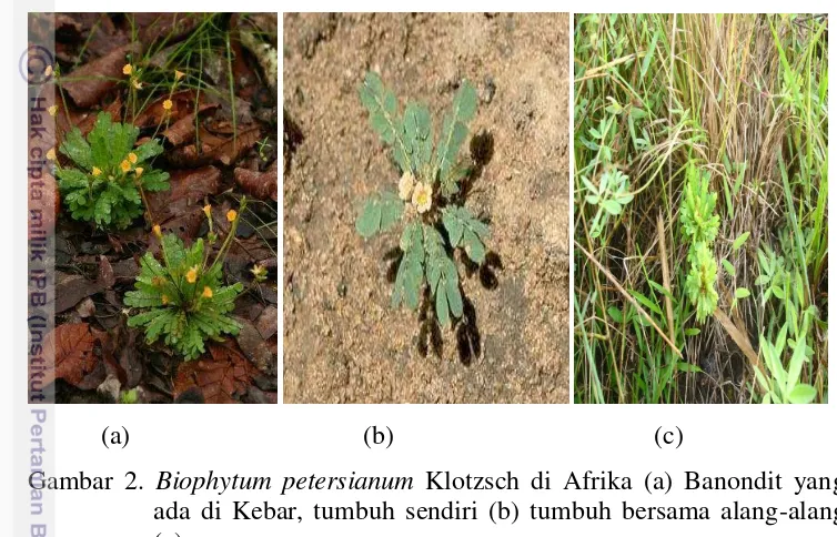 Gambar 3. Habitat Biophytum petersianum Klotzsch di Padang Rumput 