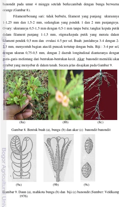 Gambar 8. Bentuk buah (a), bunga (b) dan akar (c)  banondit banondit 