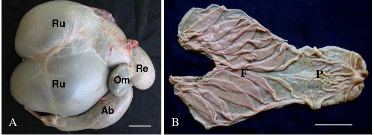 Gambar 1 Proporsi ukuran lambung (A) dan mukosa abomasum domba (B)    Ru = rumen, Re = retikulum, Om = omasum, Ab = abomasum    F = fundus, P = pilorus (Bar = 5 cm) (Sumber: Putra 2009)