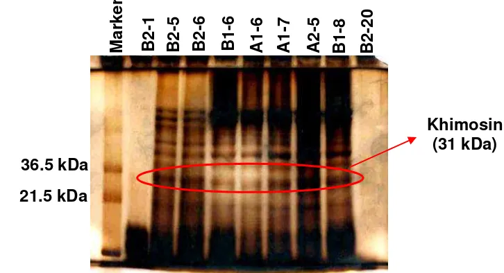 Gambar 8 Hasil gel elektroforesis dari fraksi rennet domba di bawah satu tahun 