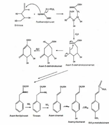 Gambar 2.3. Jalur asam sikhimat dalam biosintesa fenilpropanoid untuk