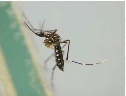 Gambar 2.2 Nyamuk Aedes aegypti Sumber : Cutwa, 2014 
