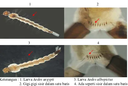 Gambar 2.4 Larva (jentik) Aedes aegypti dan Aedes albopictus Sumber : Cutwa, 2014 