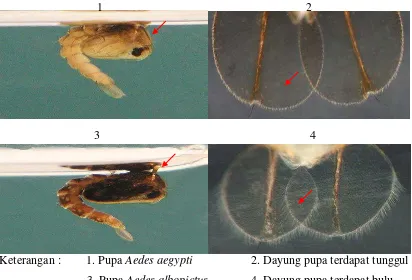 Gambar 2.5 Pupa Aedes aegypti dan Aedes albopictus Sumber : Cutwa, 2014 