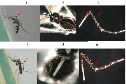 Gambar 2.6 Nyamuk Dewasa Aedes aegypti dan Aedes albopictus 