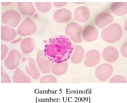 Gambar 5  Eosinofil 