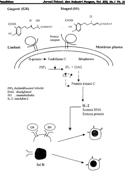 Gambar 2. T eon kemungkinan proses biokimia sal limfosit B oIeh komponen oleoresin jaha (cimoclfikasi dari Roiit 1991; Alberts at aI., 1994) 