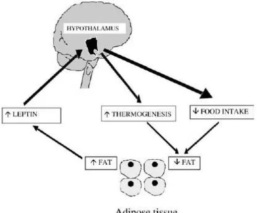 Gambar 1. Peranan leptin dalam regulasi jaringan lemak