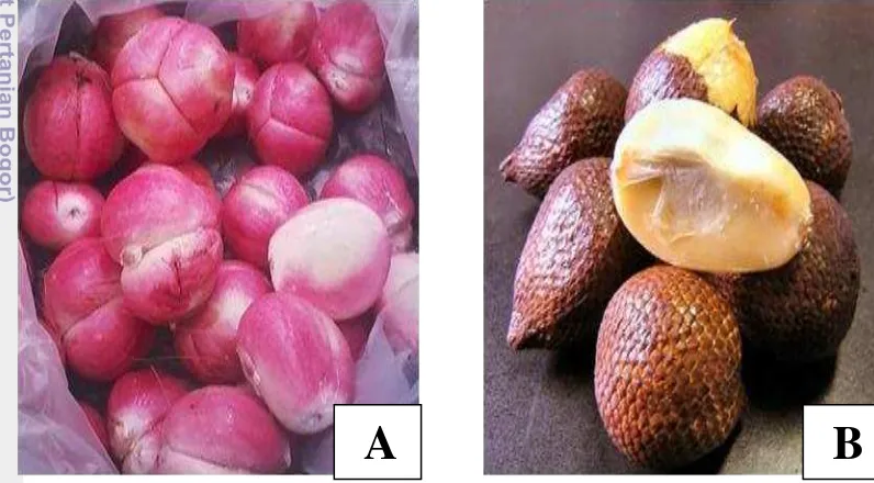Gambar 2. Salak Padangsidimpuan: (A) buah berwarna merah, (B) buah berwarna putih 