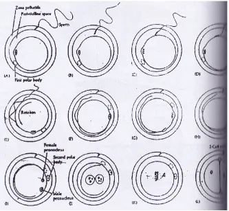 Gambar 3.11 Diagram fertilisasi pada hamster