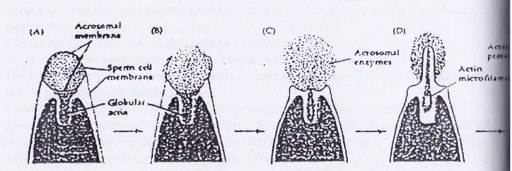 Gambar 3.1 Reaksi akrosoma pada sperma sea urchin (bulu babi), (A-C) Bagian
