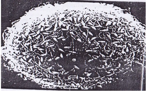 Gambar 3.3 Fotomikrograf scanning electron yang menunjukan sperma-sperma