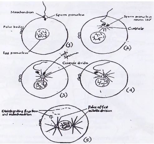 Gambar 3.6 Ilustrasi gerakan saluran telur (tuba uterine) saat ovulais