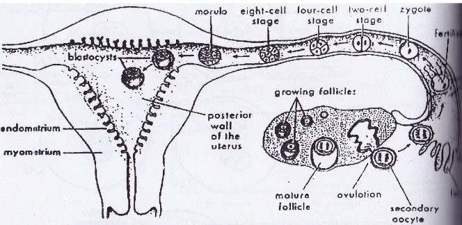 Gambar 3.7 Ringkasan diagram saat ovulasi, fertilisasi, perkembangan