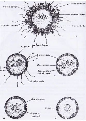 Gambar 3.9 Secara diagramatis menjelaskan tahapan fertilisasi, sejaksperma mendekati oosit II sampai terbentuk zigot.