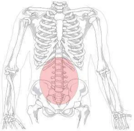 Gambar 2.1 Letak penyakit lower back pain 