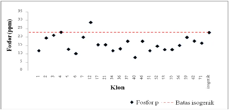 Gambar 3. Grafik Hasil Analisis Kandungan Fosfor Daun Tebu Transgenik IPB 1 dan Isogenik PS 851  