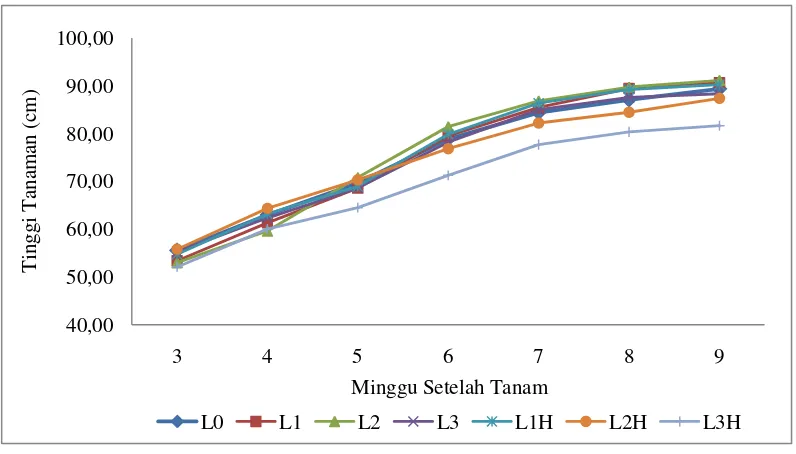 Gambar 7.  Pertumbuhan Tinggi Tanaman Padi pada Berbagai Dosis Penambahan 