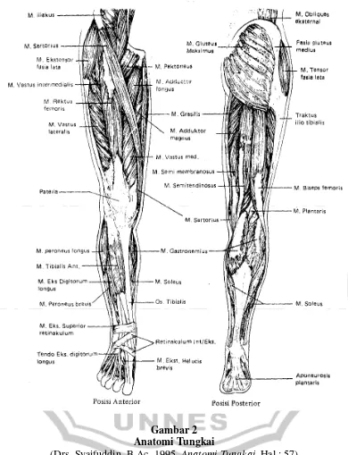 Gambar 2  Anatomi Tungkai 